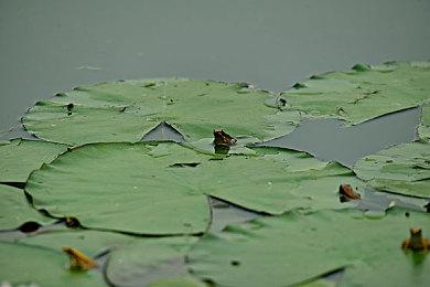 《四海兄弟：最终版》移除D加密 打折促销售83元